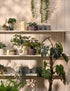 Artificial Chinese Money Plant in Ceramic Pot